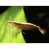 Kreveta Molucká - Atyopsis / moluccensis