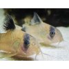 Pancierniček Panda - Corydoras / panda