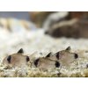 Pancierniček Panda - Corydoras / panda