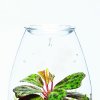DOOA Glass Pot SHIZUKU