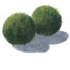 Machová Guľa - Riasoguľa - Aegagropila linnaei