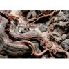 Twisted Root - Korienky WIO (140g)