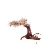 wio arboretum bonsai M