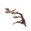wio arboretum bonsai L