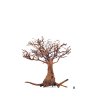 wio arboretum tree M
