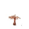 wio arboretum tree S