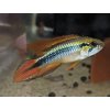 Cichlazoma Agassizova - Apistogramma / agassizi double red