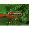 Cichlazoma Agassizova - Apistogramma / agassizi double red