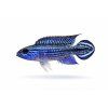 Apistogramma cichlid v plnej krásne modrej