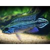Cichlazoma Agassizova - Apistogramma / agas.blue