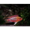 Cichlidka Hongsloova - Apistogramma / hongsloi red-gold
