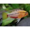 Cichlidka Hongsloova - Apistogramma / hongsloi red-gold