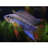 Cichlidka Pestrá - Apistogramma / sp. viejeta