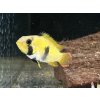 Cichlidka Panduro - Apistogramma / pandourini