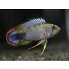Cichlidka Panduro - Apistogramma / pandourini