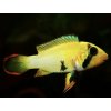 Cichlidka Panduro - Apistogramma / pandourini