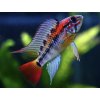 Cichlidka Macmasterova - Apistogramma / macmasteri
