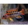 Cichlidka Macmasterova - Apistogramma / macmasteri