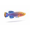 Farebný killifish na bielom pozadí