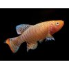 Kaprozúbka Rachova Albin - Nothobranchius / rachovii albino
