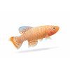 Oranžový killifish v plaveckom pohybe