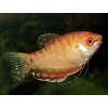 Gurama Červená - Trichogaster / trichopterus red