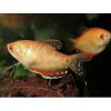 Gurama Červená - Trichogaster / trichopterus red