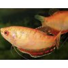 Gurama Červená - Trichogaster / trichopterus red