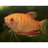 Gurama Červená - Trichogaster / trichopterus red