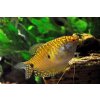 Gurama zlatá - Trichogaster / trichopterus gold