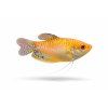 Perlový gourami na bielom pozadí