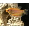 Gurama zlatá - Trichogaster / trichopterus gold