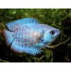 Koliza neonovo modra - Colisa / lalia cobalt dwarf