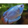 Koliza neonovo modra - Colisa / lalia cobalt dwarf
