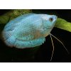 Koliza neonovo modra - Colisa / lalia cobalt dwarf