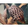 Ktenopoma škvrnitá - Ctenopoma / acutirostre
