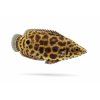 Rybka leopardího kríža v detaile