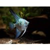 Skalár Pinoy blue avatar -Pterophylum scalare / Pinoy blue avatar