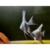 Skalár Pinoy blue avatar -Pterophylum scalare / Pinoy blue avatar