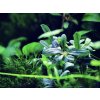 Bucephalandra sp. 'Needle Leaf'