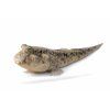 Rybka mudskipper na bielom pozadí