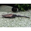 Pánvovec tmavý - Bunocephalus / coracoideus