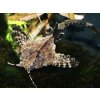 Pánvovec tmavý - Bunocephalus / coracoideus