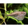 Sekierka Trpasličia - Carnegiella / marthae