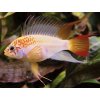 Cichlidka Zlatá - Apistogramma / sp. viejita gold