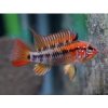Cichlidka Macmasterova - Apistogramma / macmasteri red mask