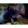 Ramirezka Black - Papiliochromis ramirezi / black