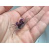 Krab White Leg - Geosesarma / sp. vampire white leg