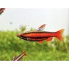 Drobnoústka purpurová - Nannostomus / mortenthaleri