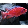 Papuľovec Aulonocara Fire fish - Aulonocara / sp. firefish